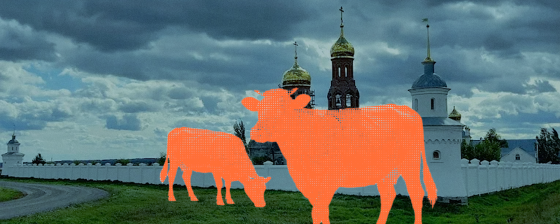 В селе Козиха начали убивать коров, несмотря на обещанную отсрочку. Документы жителям так и не показали